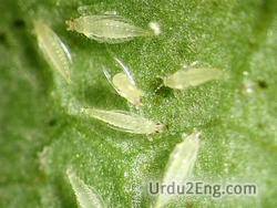 thrips Urdu Meaning