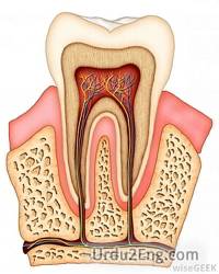 tooth Urdu Meaning