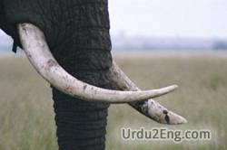 tusk Urdu Meaning