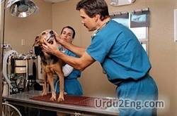 veterinarian Urdu Meaning