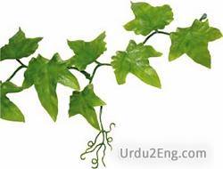 vine Urdu Meaning