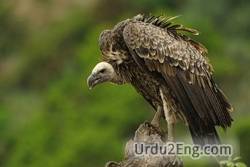 vulture Urdu Meaning