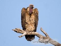 vulture Urdu Meaning